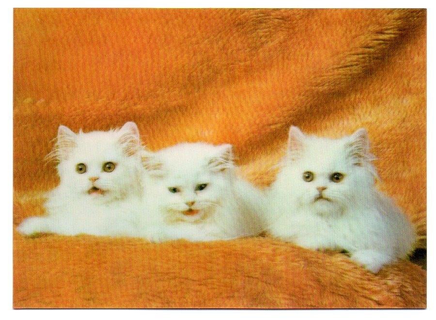 3D dieptekaart TP 304 Cats, Verzamelen, Ansichtkaarten | Themakaarten, Ophalen, 1980 tot heden, Ongelopen, Overige thema's
