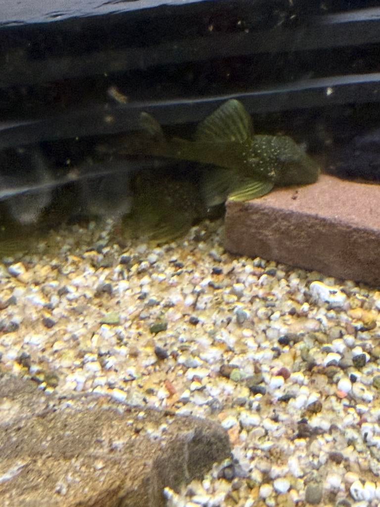 L200 - hemiancistrus subviridis - green phantom maat s, Dieren en Toebehoren, Vissen | Aquariumvissen, Vis, Zoetwatervis