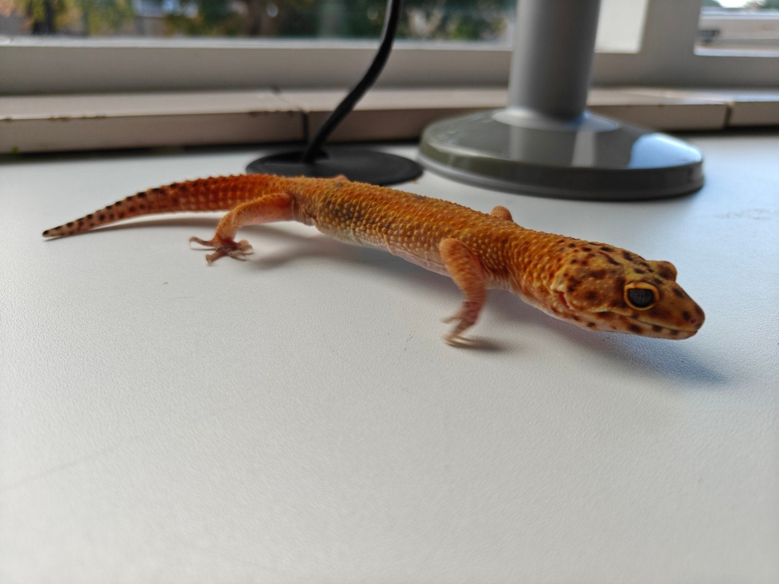 mooie mannelijke luipaardgekko van 7 jaar oud Leopard Gecko photo 4