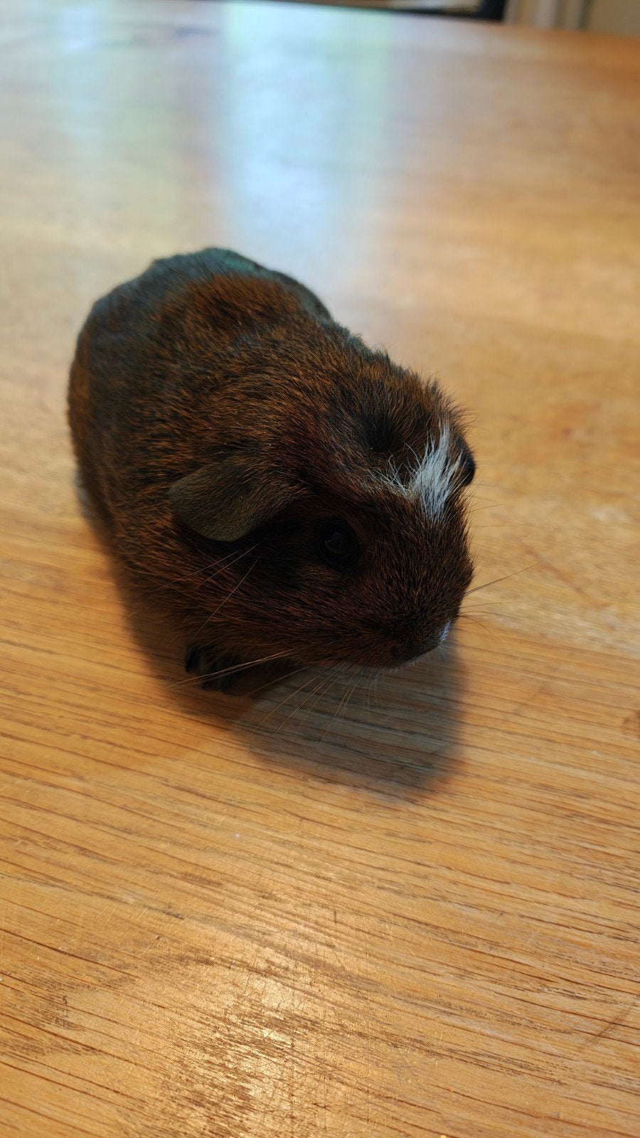 2 cavia beertjes, Augustus, Vrouwelijk, Cavia