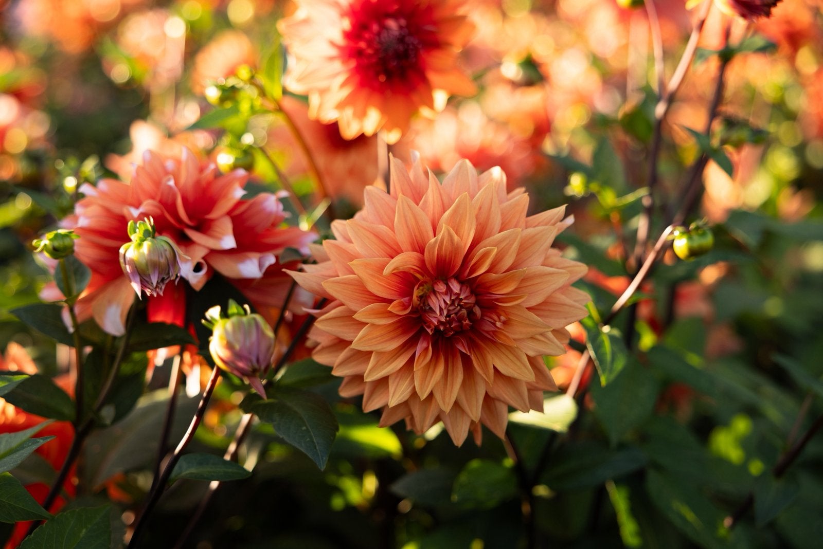 Pluktuin Zeijen: Bloemen en Groenten Zelf Oogst, Ophalen, Volle zon, Groenteplanten, Eenjarig