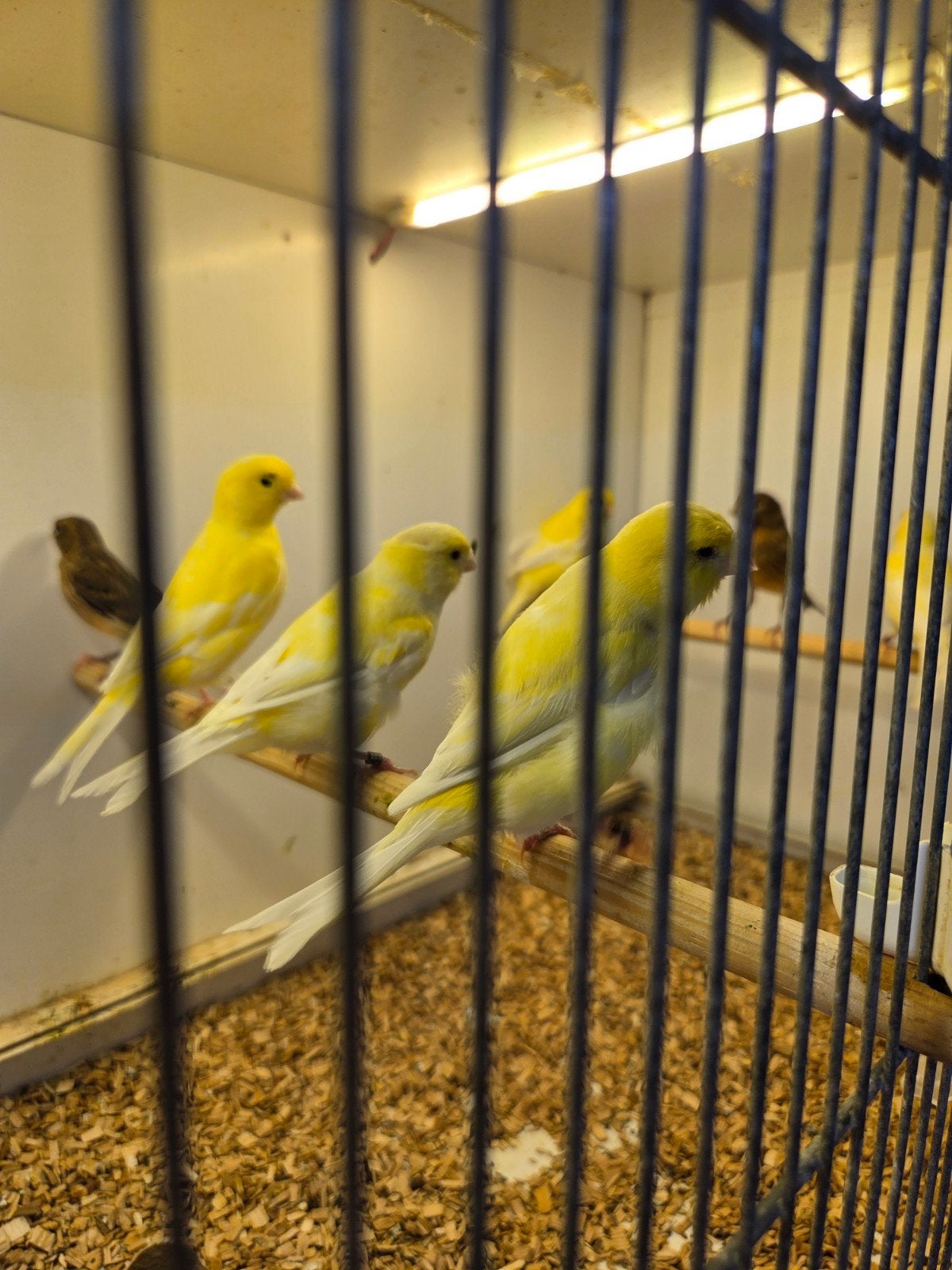 Kanaries, Dieren en Toebehoren, Vogels | Kanaries, Meerdere dieren, Kleurkanarie