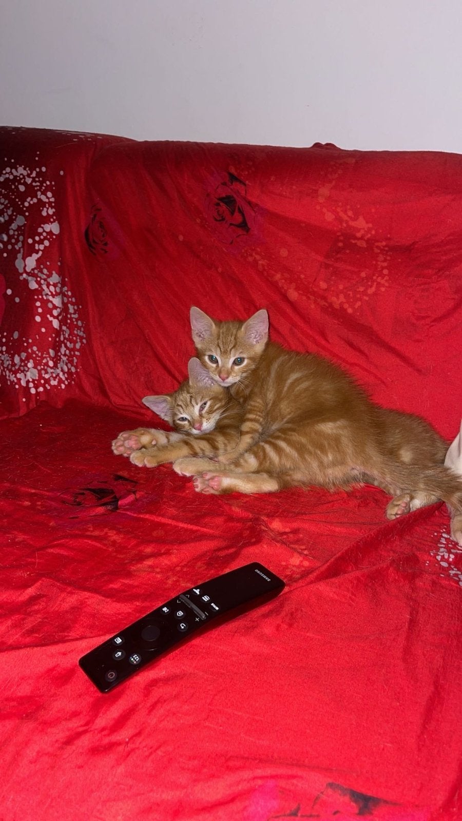 Kitten, Dieren en Toebehoren, Katten en Kittens | Overige Katten, Poes