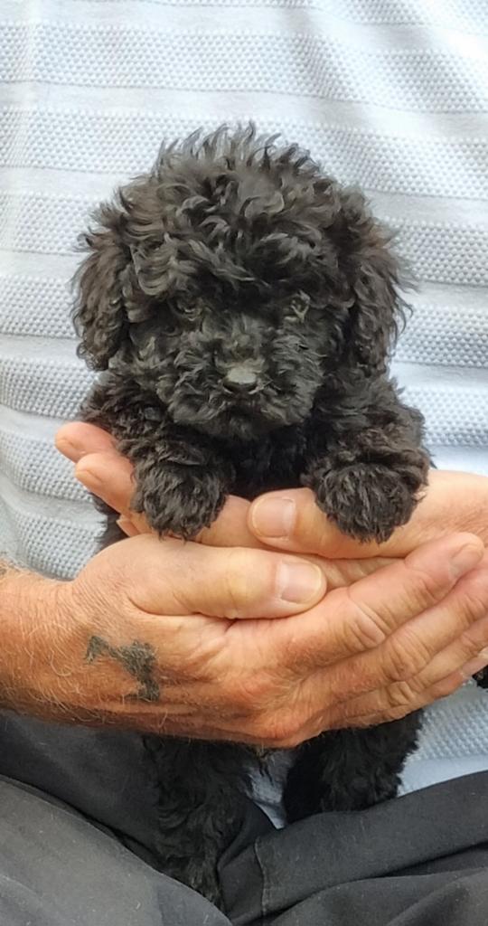 Poedel Pups (dwerg x toy), Dieren en Toebehoren, Honden | Chihuahua's en Gezelschapshonden, Poedel, Parvo, 8 tot 15 weken, Meerdere dieren