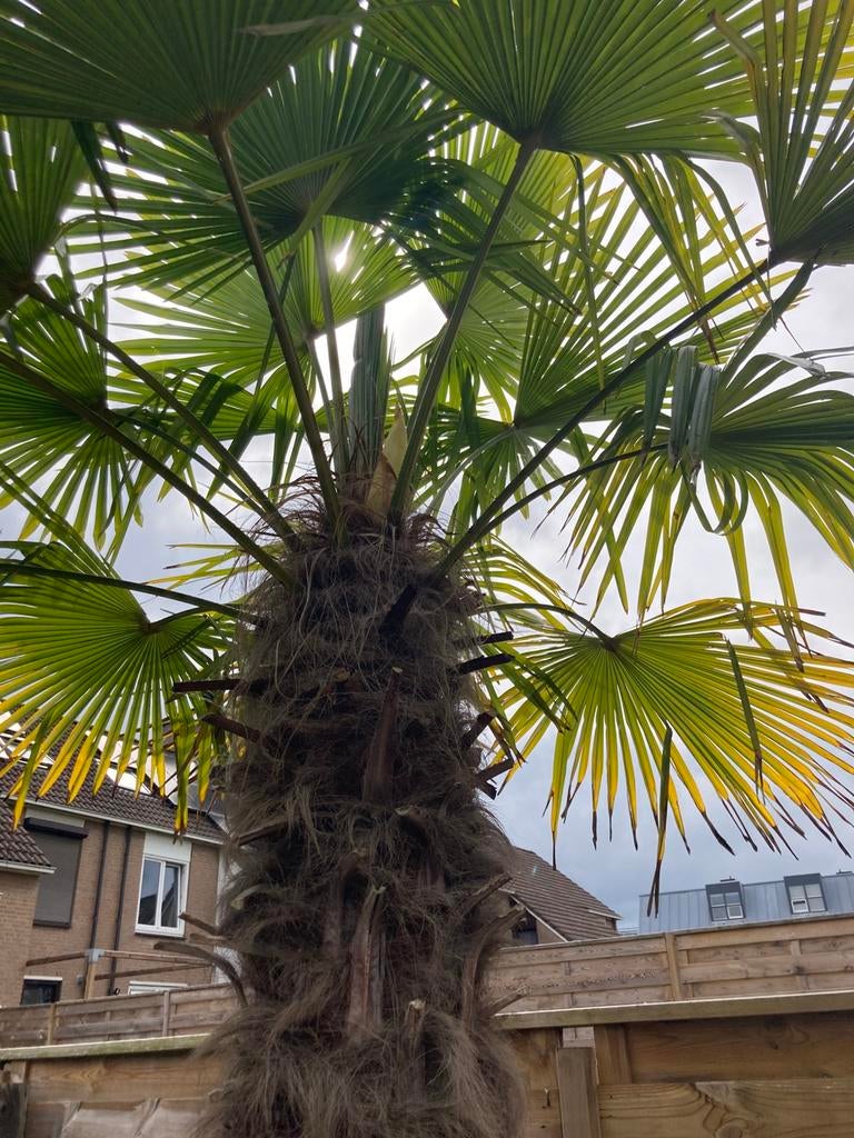 Palmboom inclusief stijgerhouten bak., Tuin en Terras, Bloembollen en Zaden, Ophalen, Gehele jaar, Volle zon