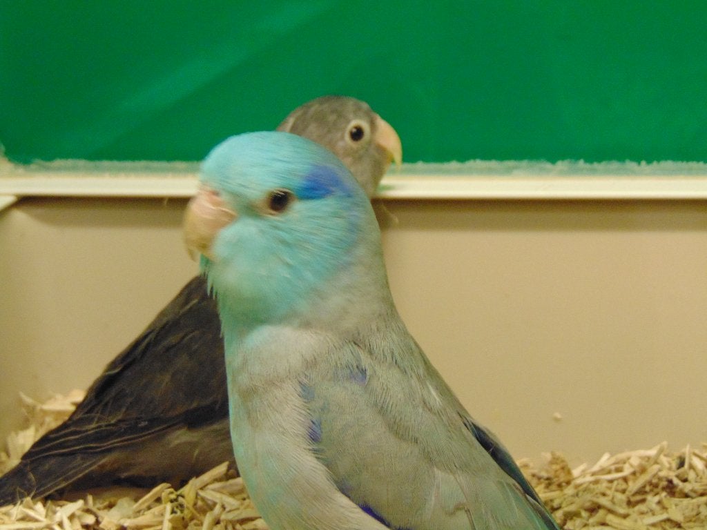 forpus, muspapegaai in Assen., Meerdere dieren, Dwergpapegaai of Agapornis, Geringd
