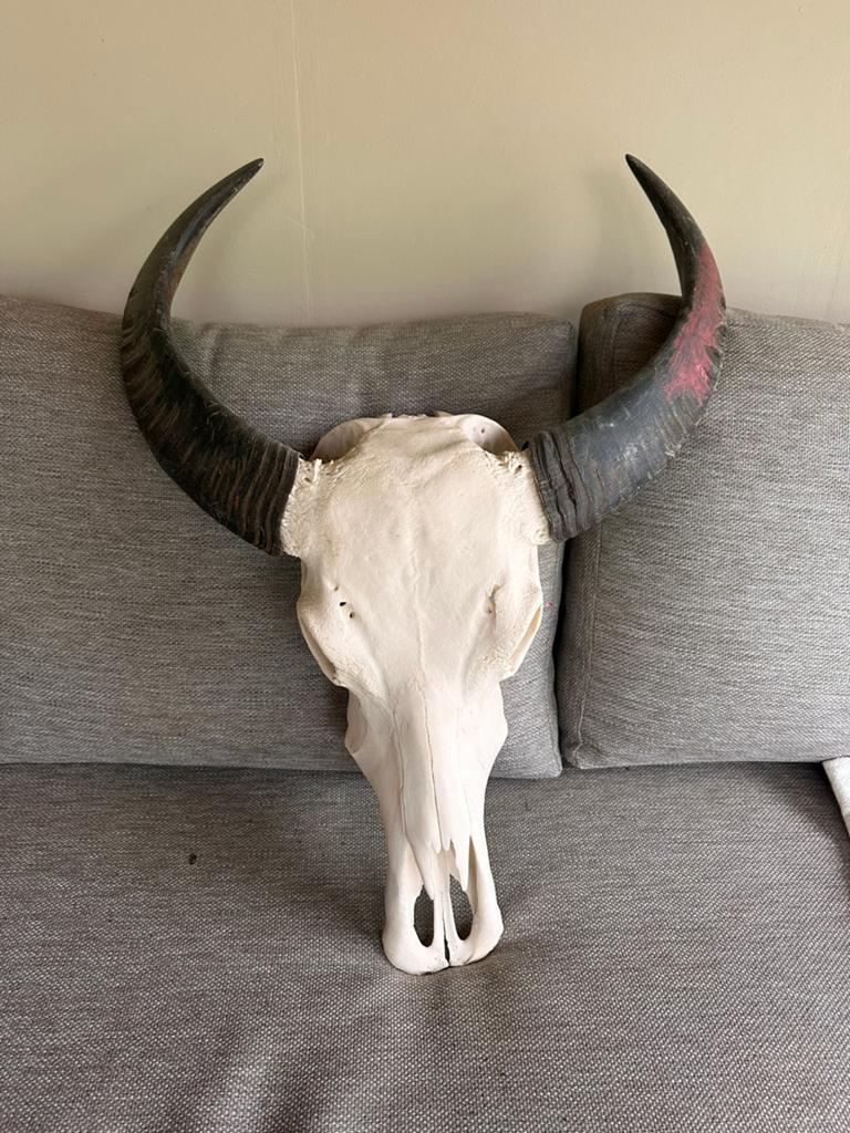Buffel schedel, Ophalen, Zo goed als nieuw, Overige typen