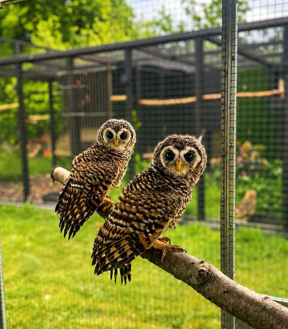 Roodpoot bosuilen, Dieren en Toebehoren, Mannelijk, Roofvogel