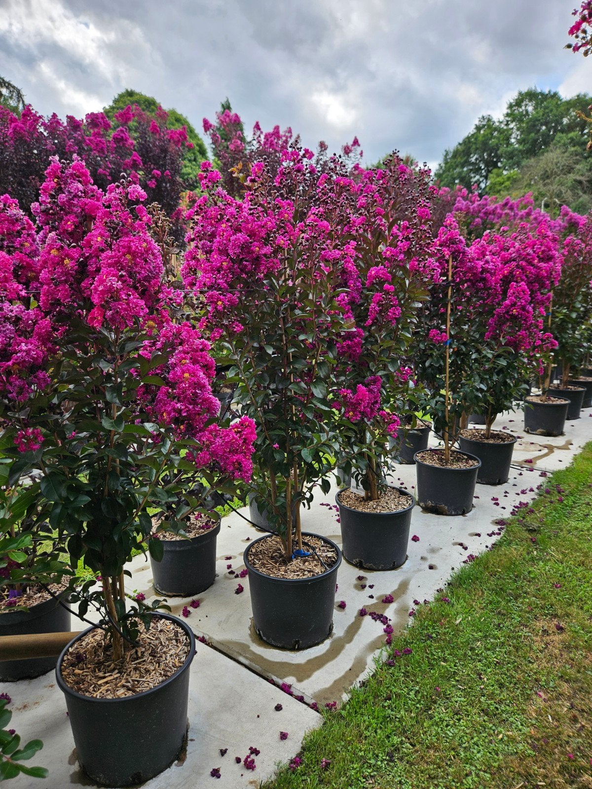 Lagerstroemia Rapsody in blue / mooie volle struiken ‼️‼️, 250 tot 400 cm, Zomer, Ophalen, Volle zon