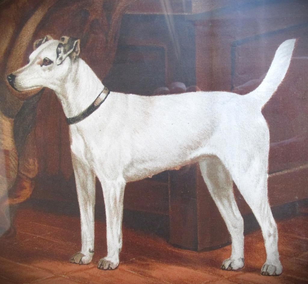 Severeyns~Terrier White Heather~La chienne fox-terrier~Lijst, Ophalen of Verzenden