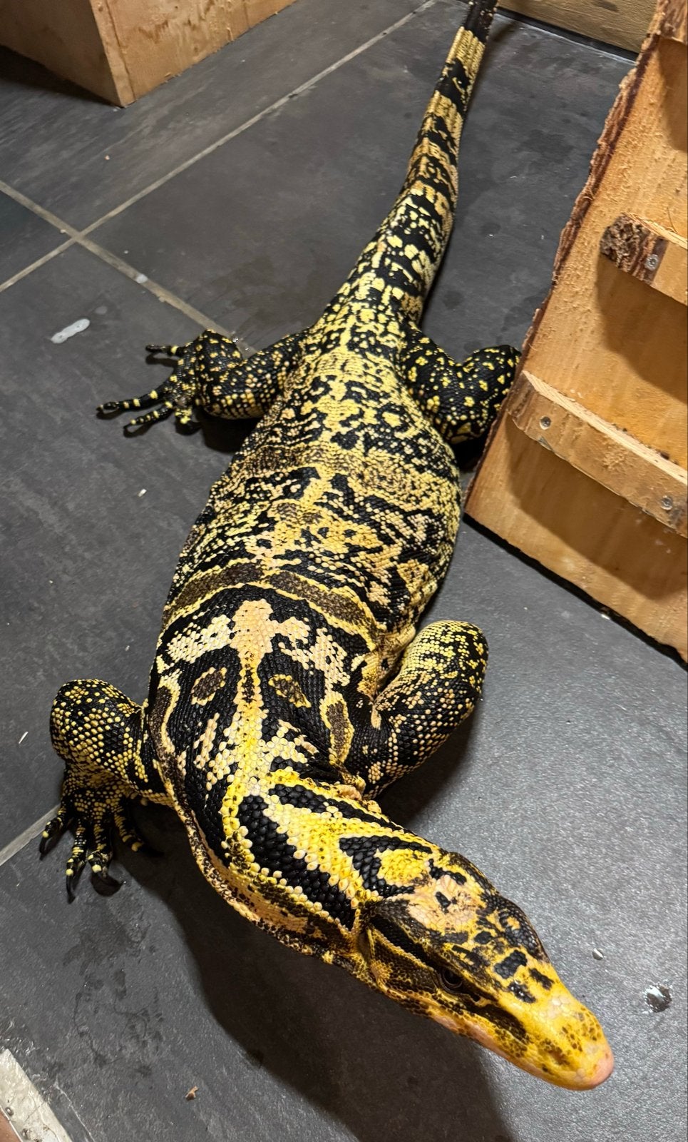 Varanus cumingi man NK 2022 Monitor Lizard photo 3