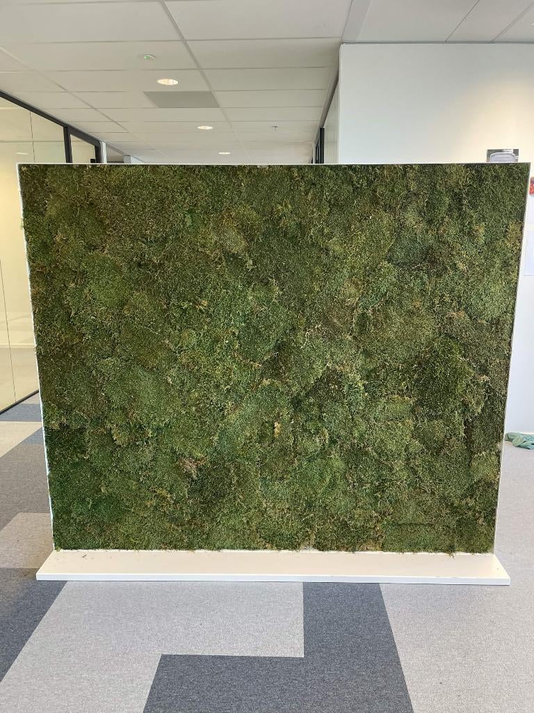 Mos wandpanelen / Moss wall panel, Ophalen, Minder dan 50 cm, Overige typen, Zo goed als nieuw