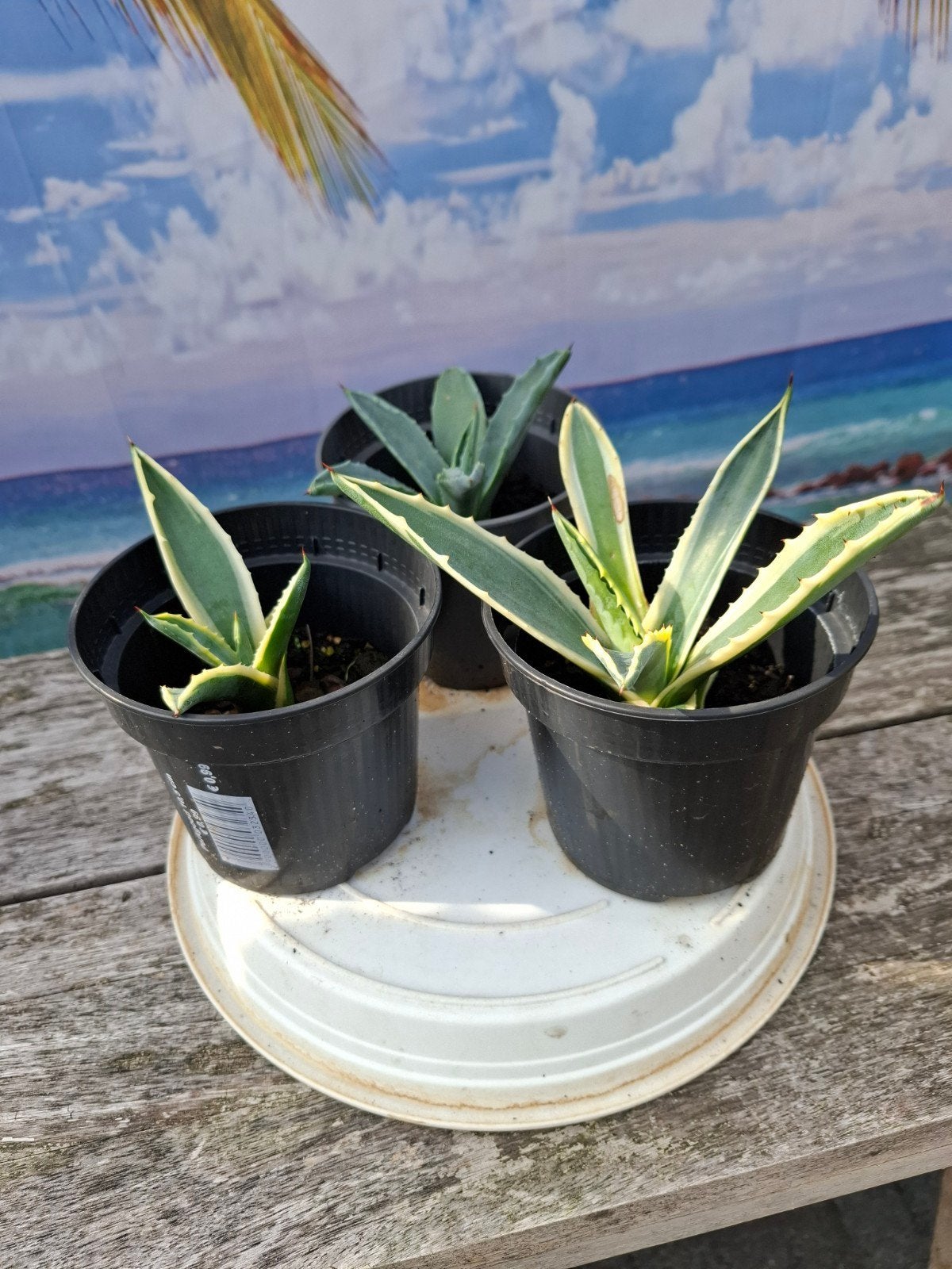 Agave Americana stekjes €5 per stuk, alle 3 voor €12,50, Ophalen