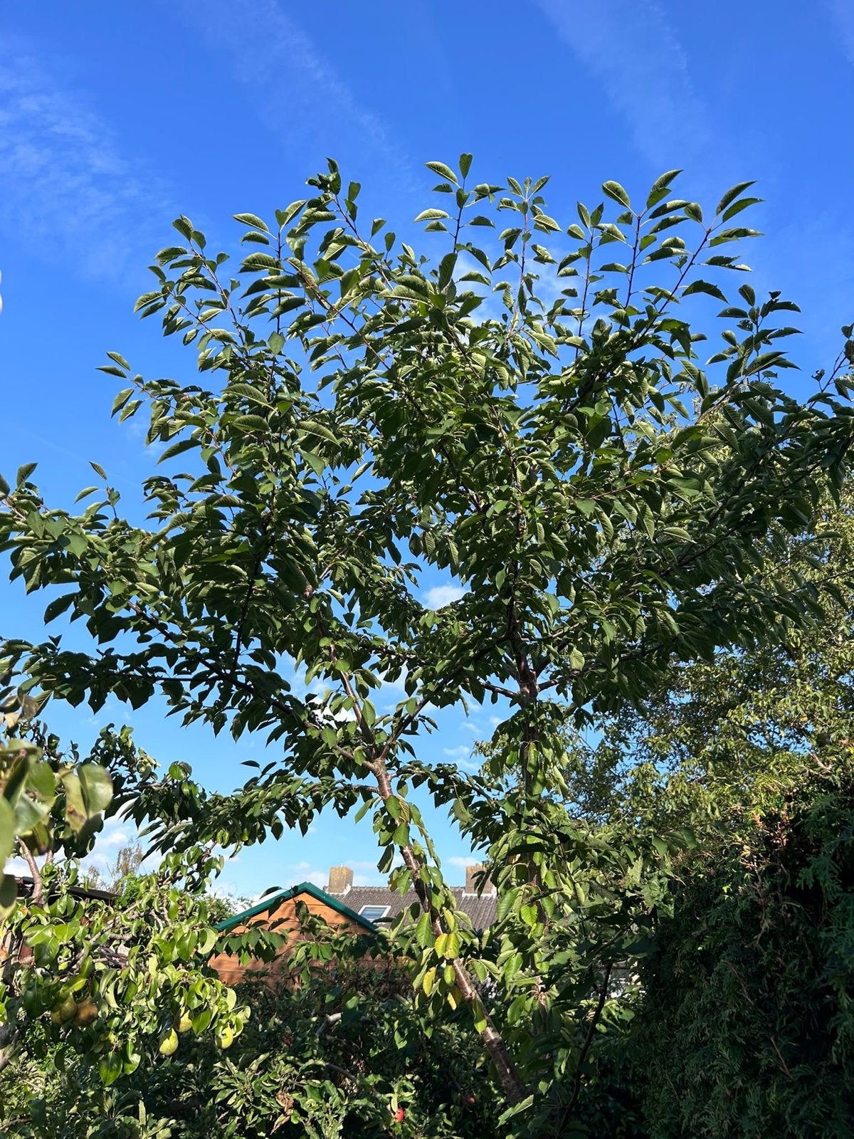 Kersenboom - Grote, gezonde boom voor uw tuin, Tuin en Terras, Overige soorten, Lente, 250 tot 400 cm, Ophalen