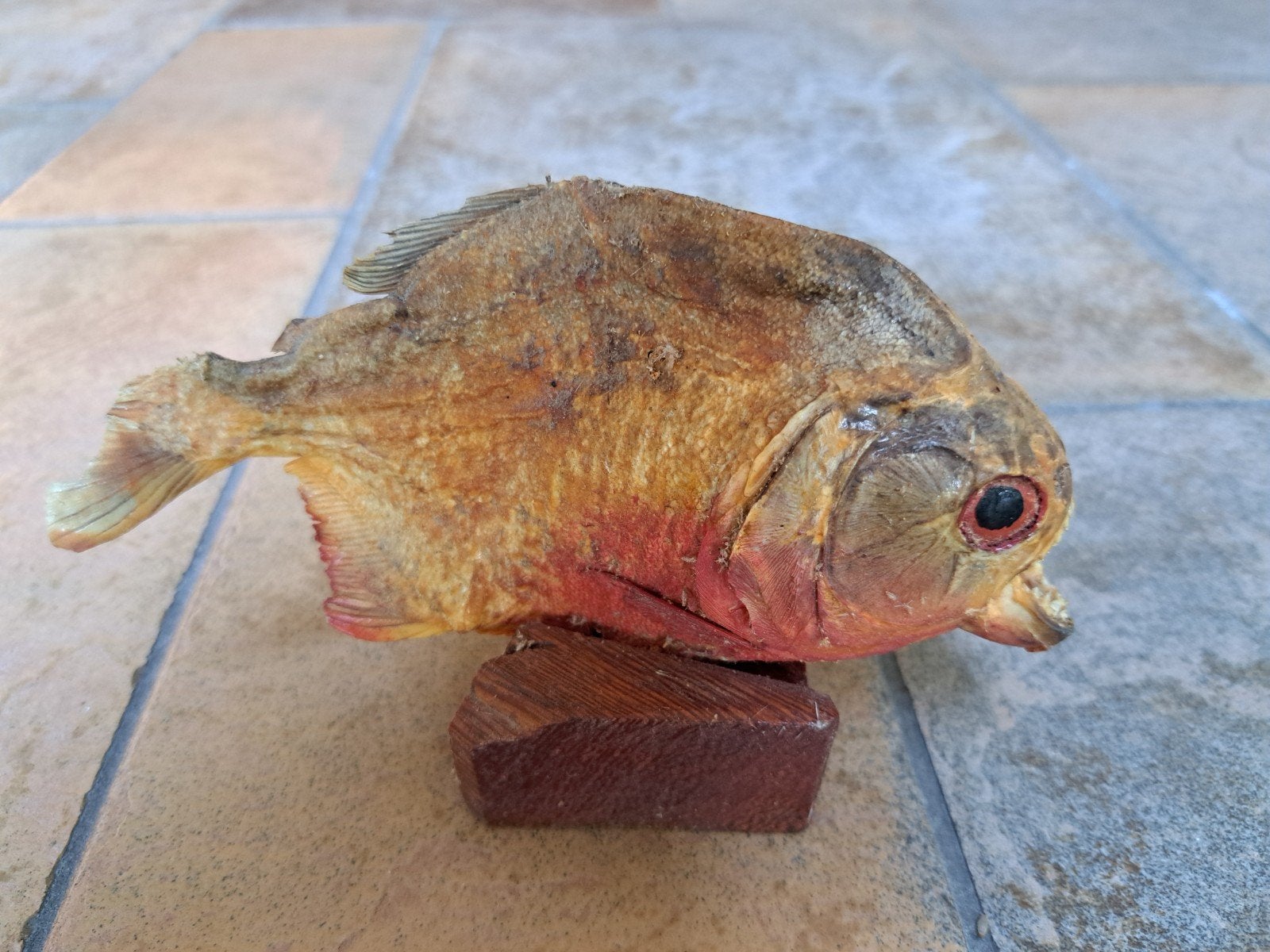 Opgezette Piranha, Verzamelen, Ophalen of Verzenden, Gebruikt, Vogel, Opgezet dier