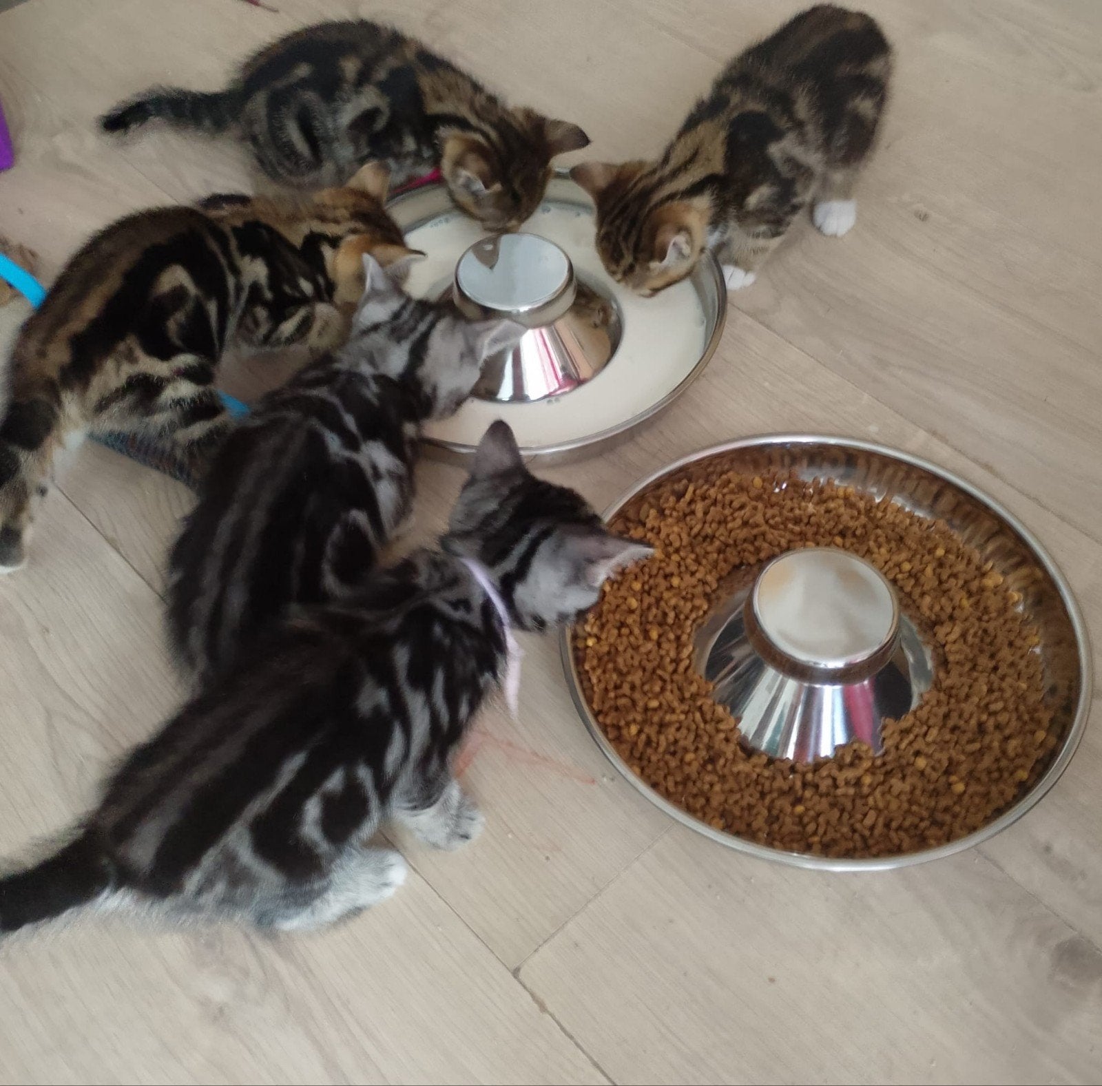 Brits korthaar kittens, Meerdere dieren