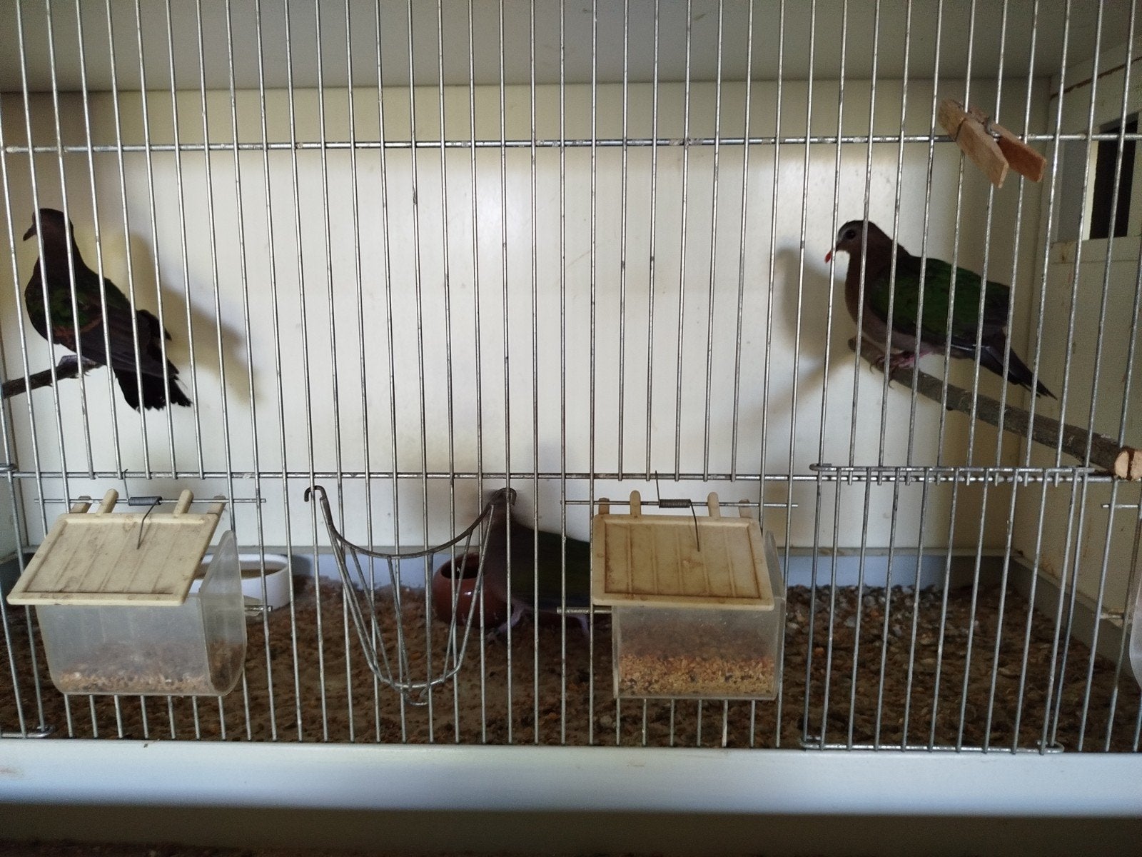 Duiven, Dieren en Toebehoren, Vogels | Overige Vogels, Meerdere dieren, Geringd