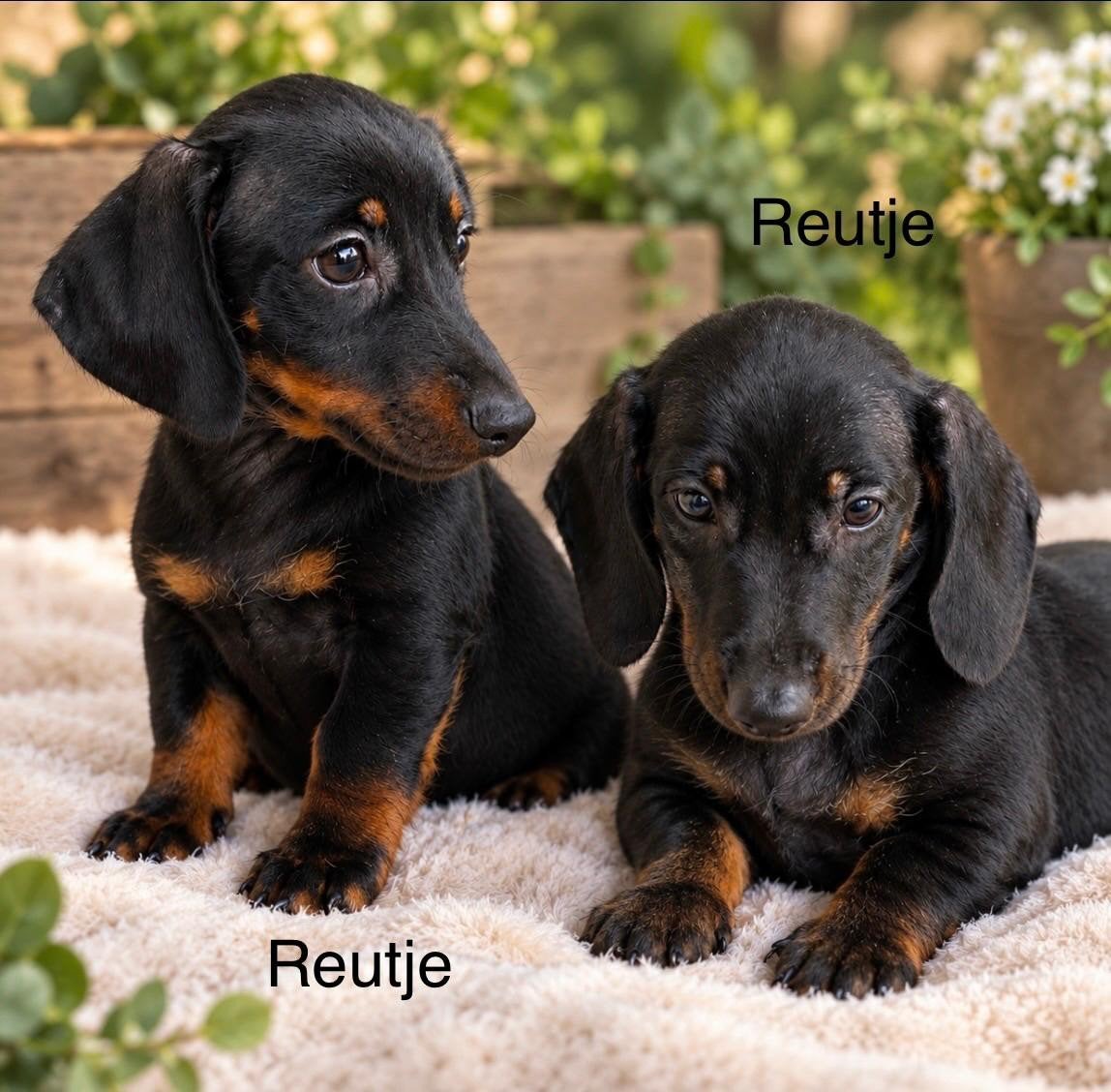 teckel puppy, Standaard, Reu, CDV (hondenziekte), 8 tot 15 weken