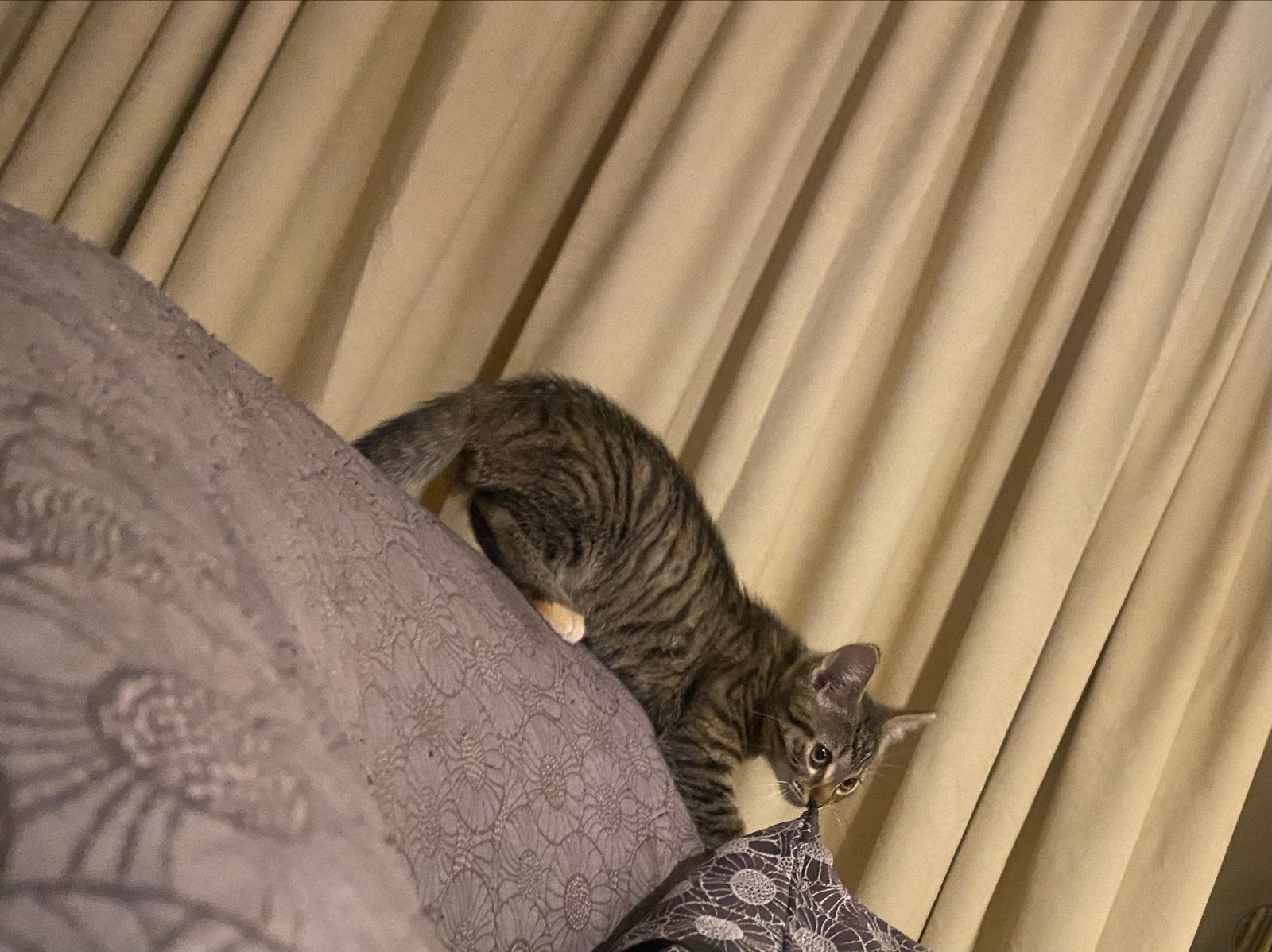 Lieve boskat mix kitten, Poes