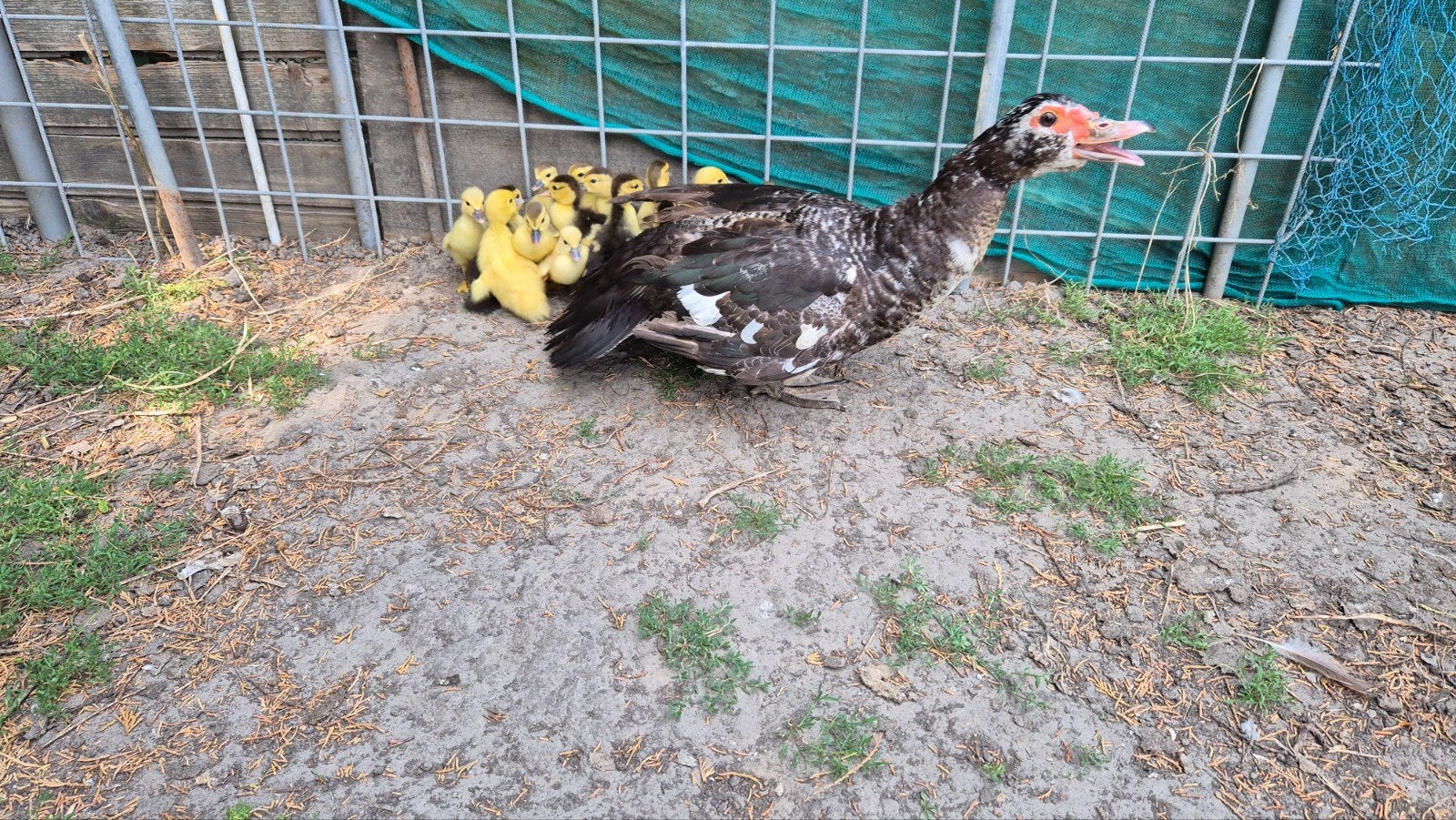 Te koop jonge muskuseenden, Dieren en Toebehoren, Pluimvee, Meerdere dieren, Eend
