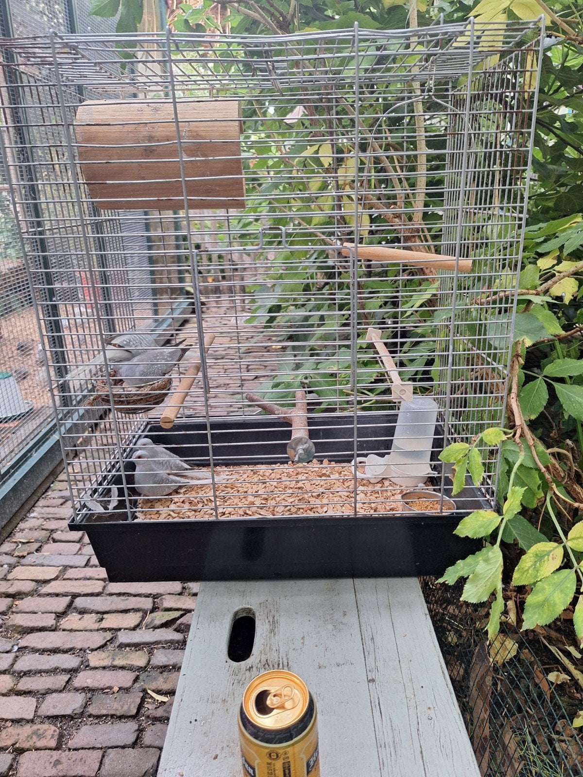 Diamand duifjes, Dieren en Toebehoren, Verzenden, Vogelkooi