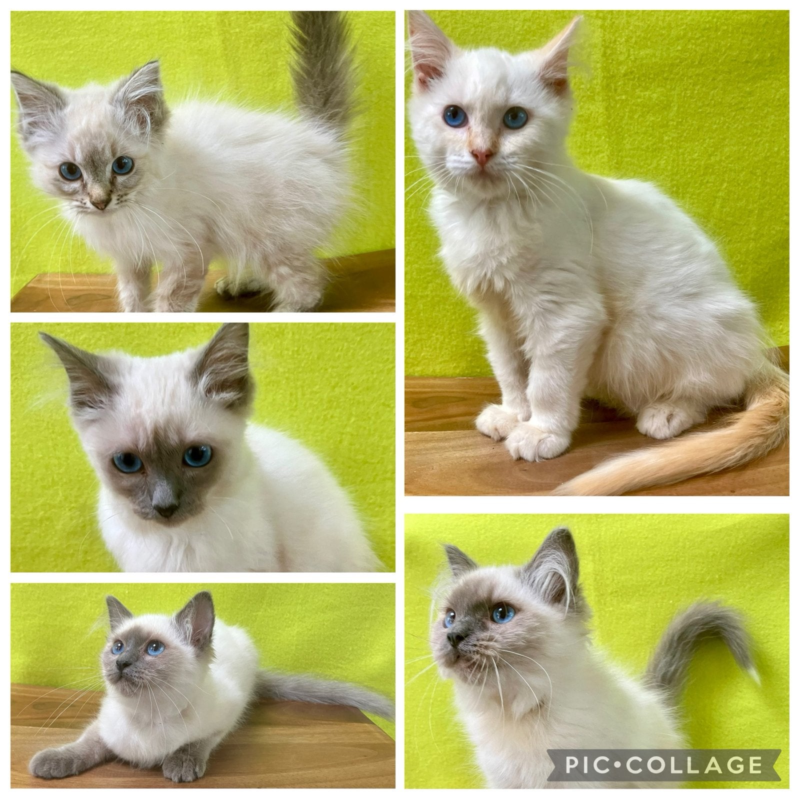 100% ragdoll kittens zoeken fijn huisje!, Meerdere dieren, Gechipt, 0 tot 2 jaar
