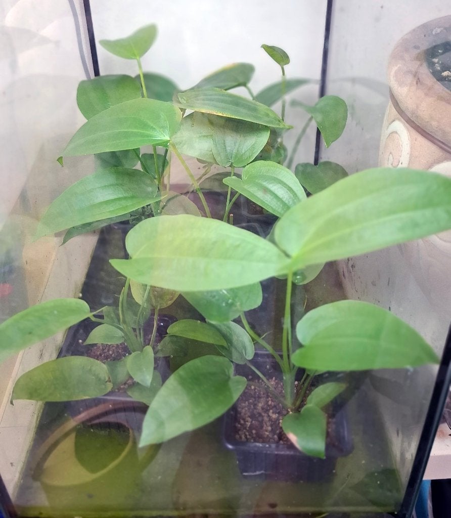 Echinodorus Horizontalis, Ophalen of Verzenden, Nieuw, Plant(en), Steen of Hout