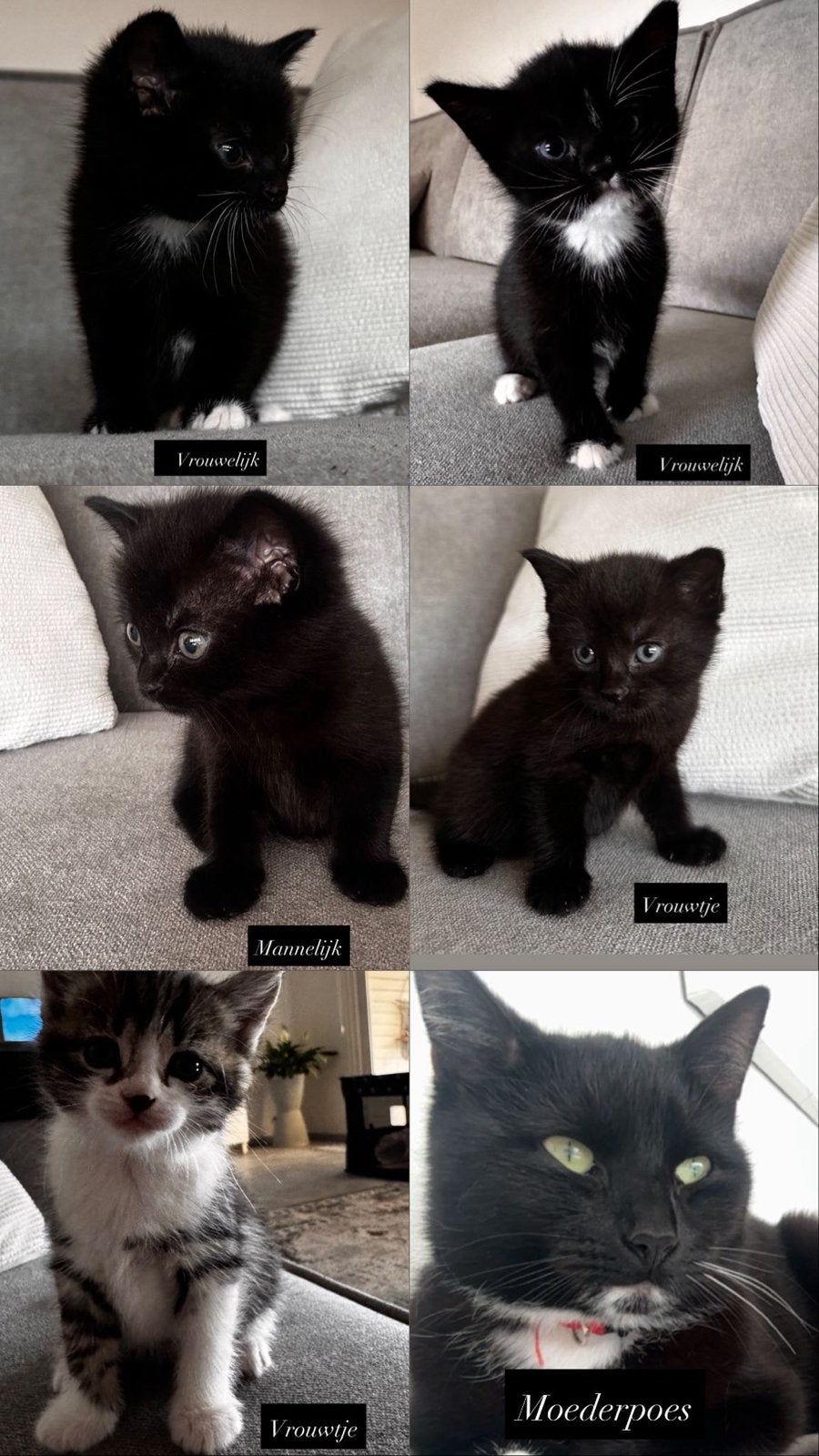 6 weken oude kittens, Dieren en Toebehoren, Katten en Kittens | Raskatten | Korthaar, Meerdere dieren, 0 tot 2 jaar