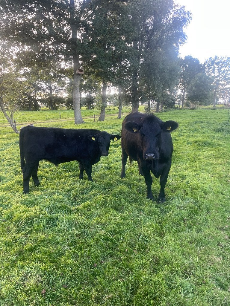 Black Angus koe, Dieren en Toebehoren, Vrouwelijk, 3 tot 6 jaar