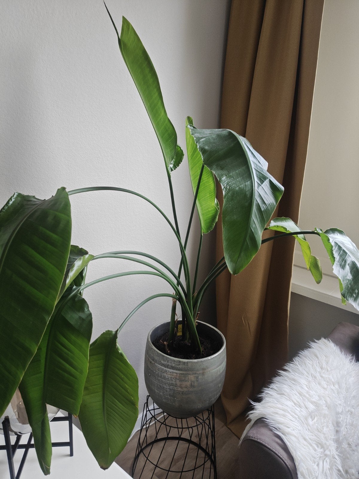 Strelitzia Nicolai (Paradijsvogelplant) met pot, Ophalen, Overige soorten, Halfschaduw, In pot