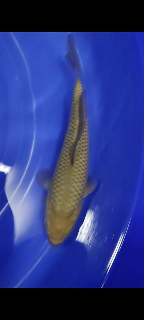 Koi karpers chagoi / eigen kweek