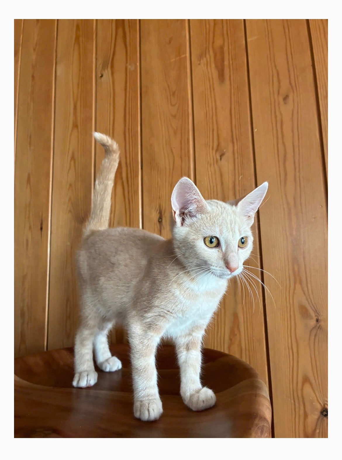 Poesjes/kittens, Dieren en Toebehoren, Poes, Kortharig, 0 tot 2 jaar