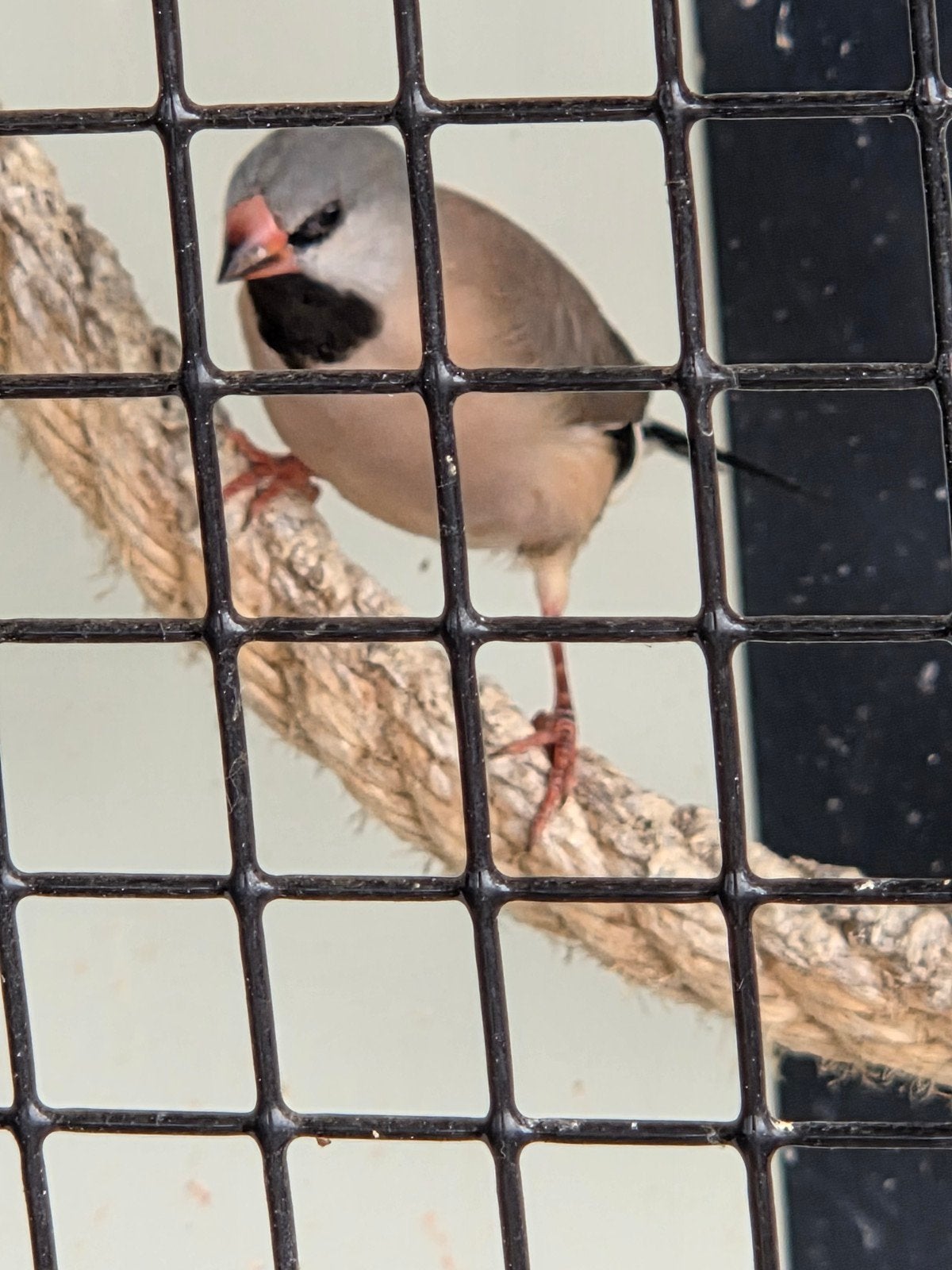2 jonge spitsstaart amadines., Dieren en Toebehoren, Geslacht onbekend