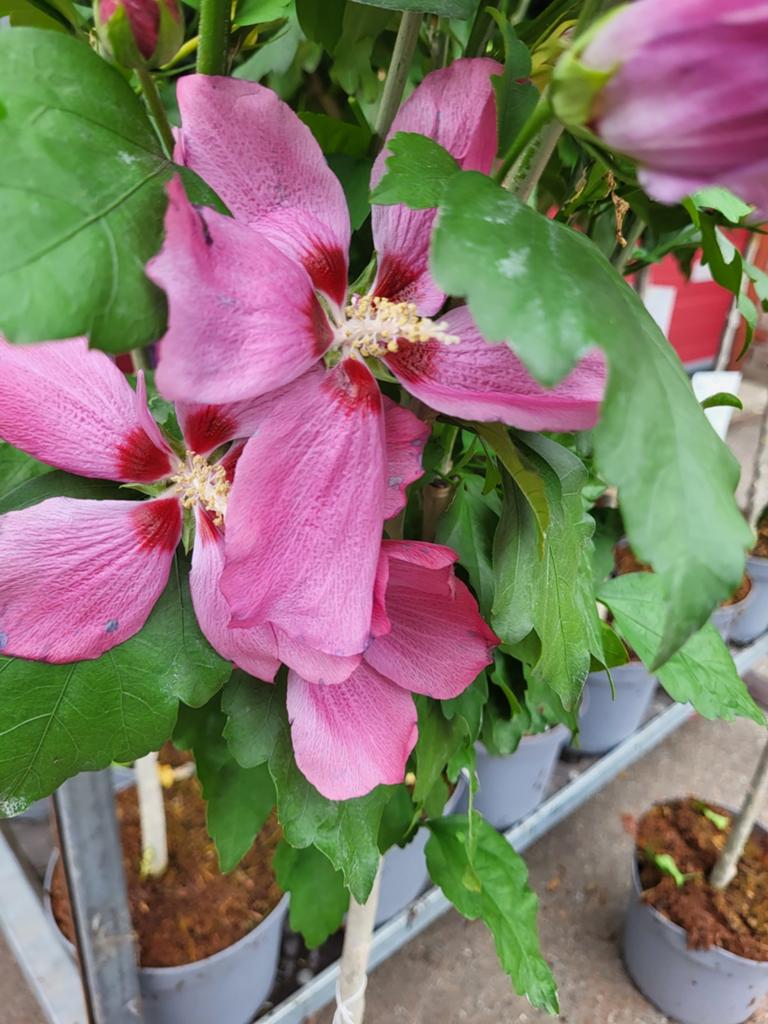 Hibiscus op stam, Ophalen of Verzenden, Overige soorten, Halfschaduw