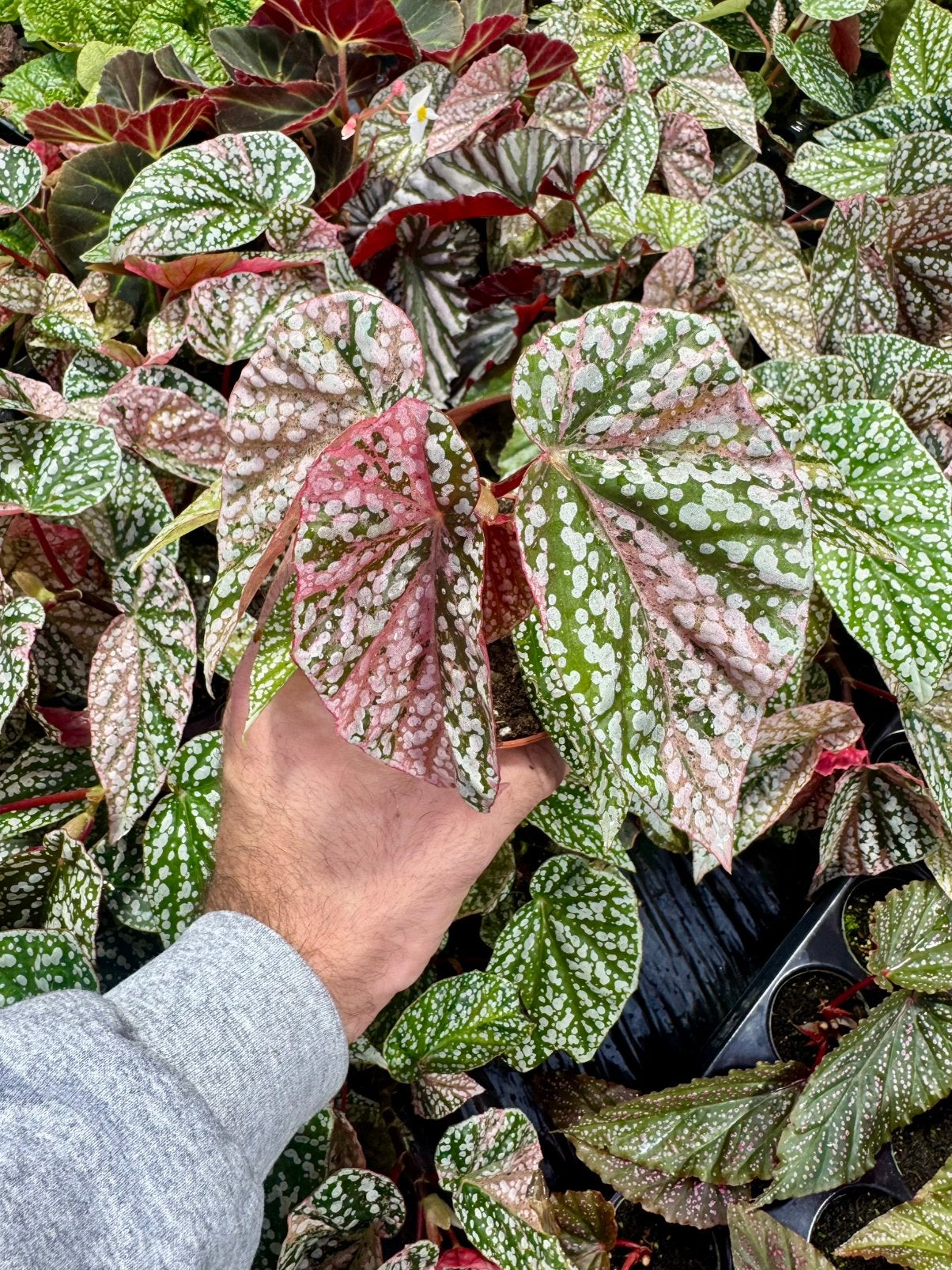 Begonia snowcap variegata p9, Ophalen of Verzenden, Halfschaduw, Minder dan 100 cm