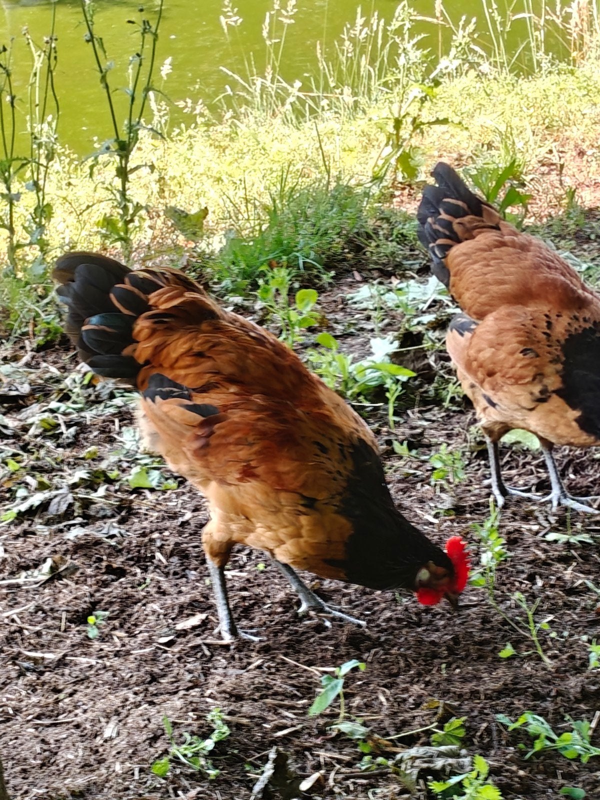 Vorwerk Haan, Dieren en Toebehoren, Pluimvee, Mannelijk, Kip