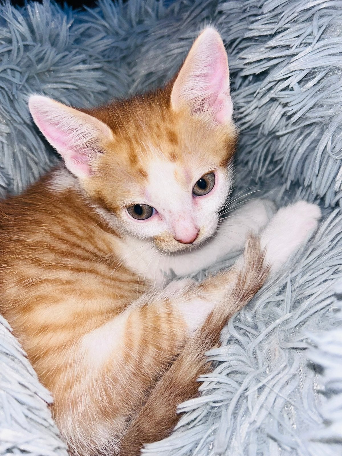 2 kittens broers, Kater, Kortharig, 0 tot 2 jaar