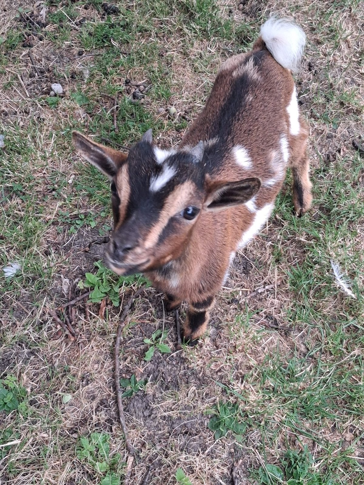 Dwerggeit en bokje (maanvlek), Dieren en Toebehoren, Meerdere dieren, Geit
