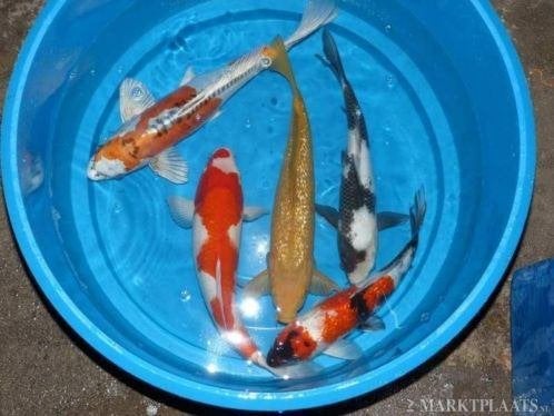 HQ Import koi mix - Ca. 30 / 35 cm - Koidream Valburg, Karper of Koi