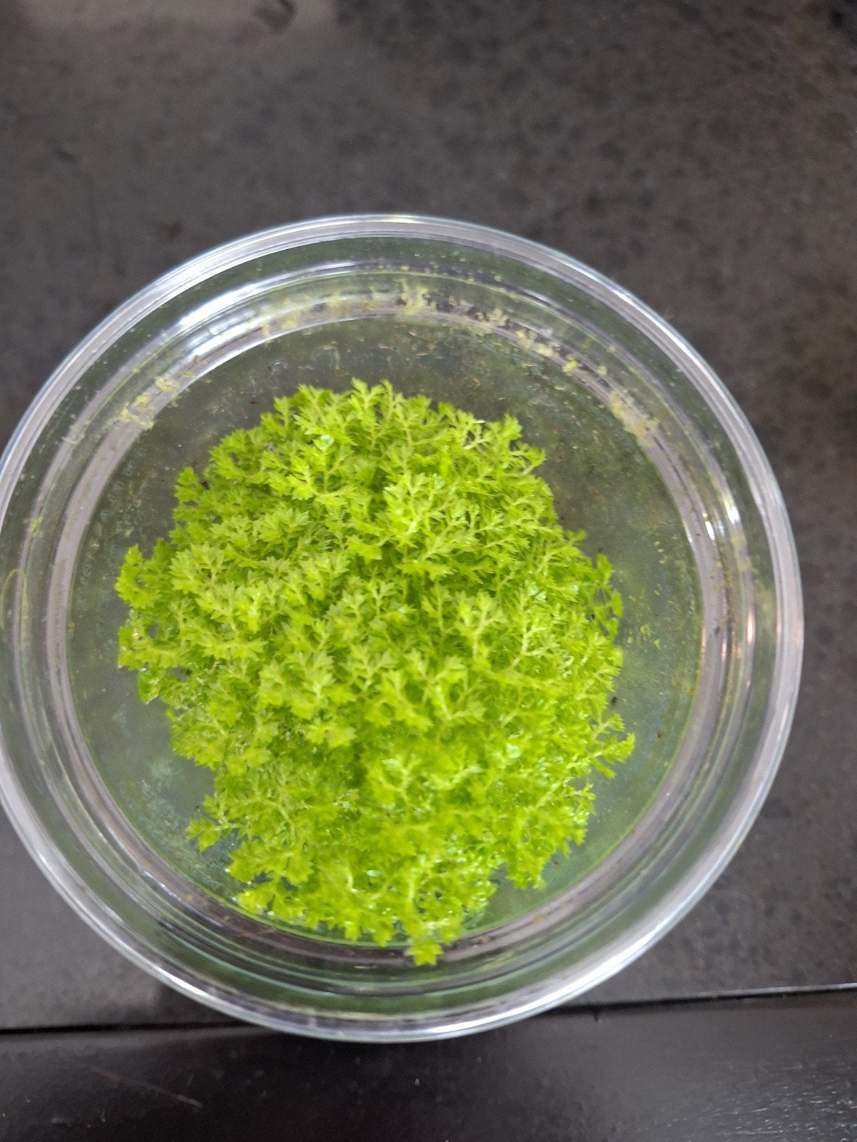 selaginella apoda, Huis en Inrichting, Kamerplanten, Ophalen of Verzenden, Halfschaduw, Minder dan 100 cm