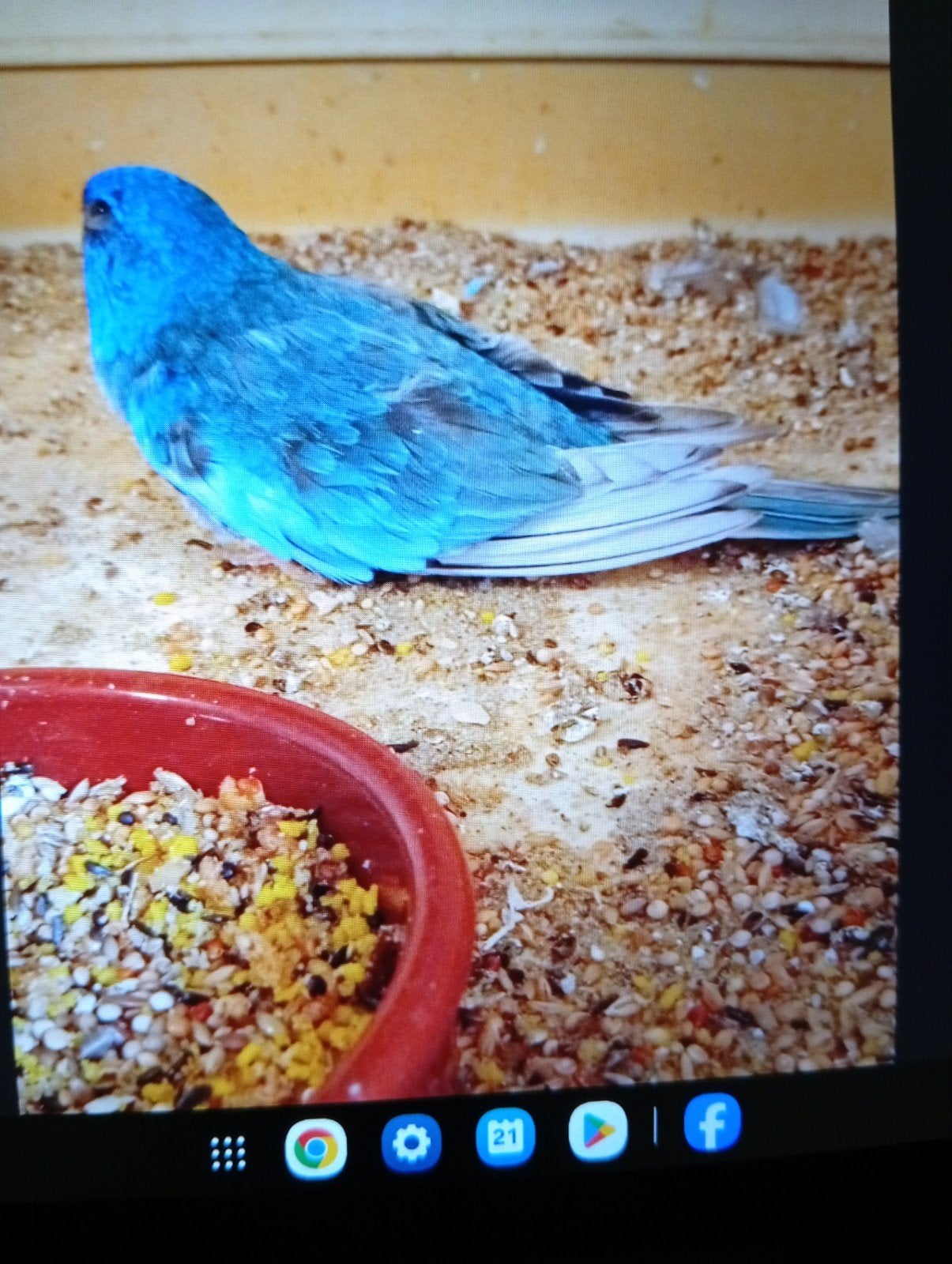 Splendid gezoomd, Dieren en Toebehoren, Mannelijk, Parkiet, Geringd