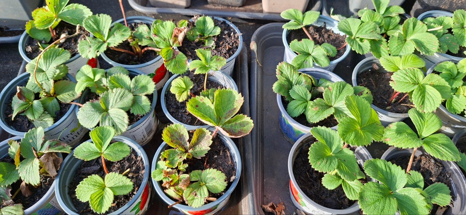 Aardbeiplantjes Ostara Doordragend -, Ophalen