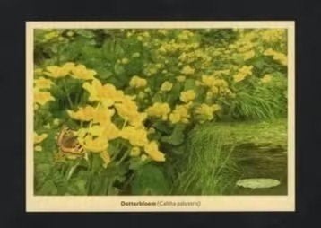 Dotterbloem Vlinder Grote Vos Natuur., Verzamelen, Ophalen of Verzenden, 1980 tot heden, Ongelopen, Overige soorten