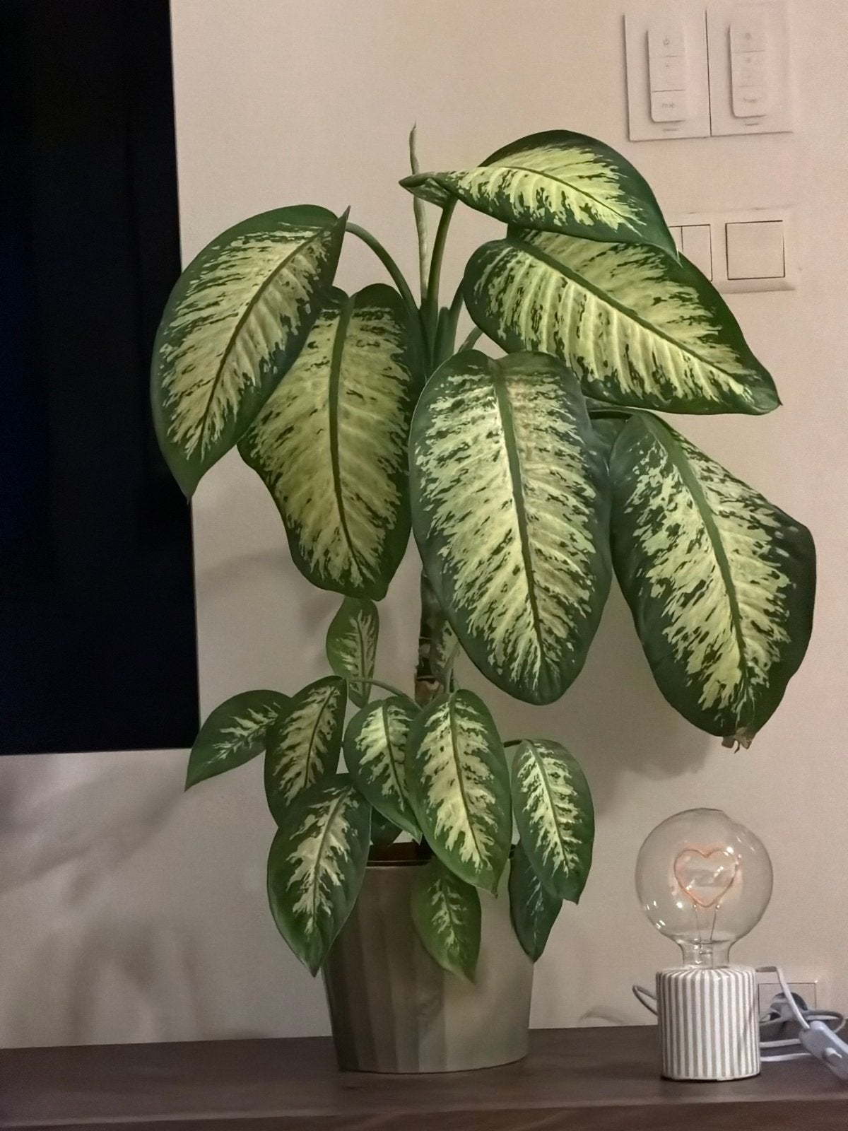 Grote Dieffenbachia Kamerplant in Pot, 100 tot 150 cm, Overige soorten, In pot, Groene kamerplant