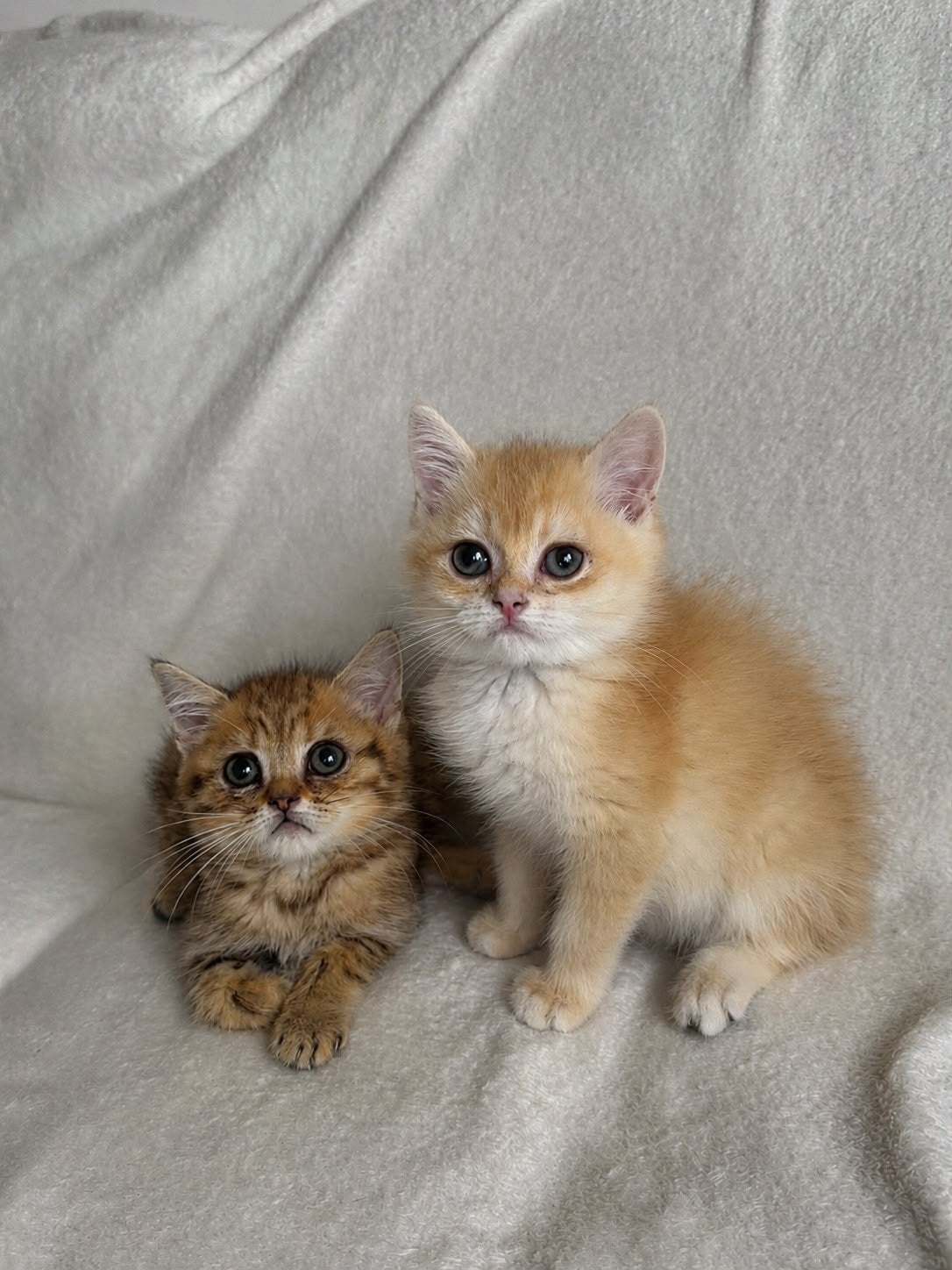 Britse korthaar kittens/raszuivere, Dieren en Toebehoren, Katten en Kittens | Raskatten | Korthaar, Kater, Gechipt