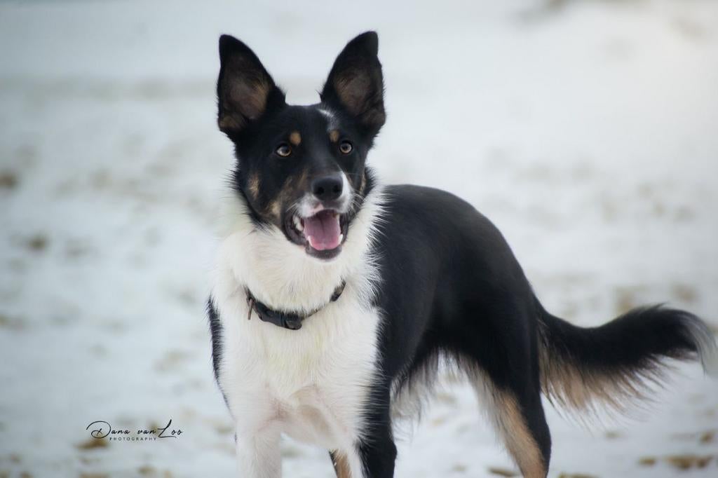 Geboren 18-4-26 nest border collie x Roemeense boerderijhond, Parvo, 8 tot 15 weken, Collie, Meerdere