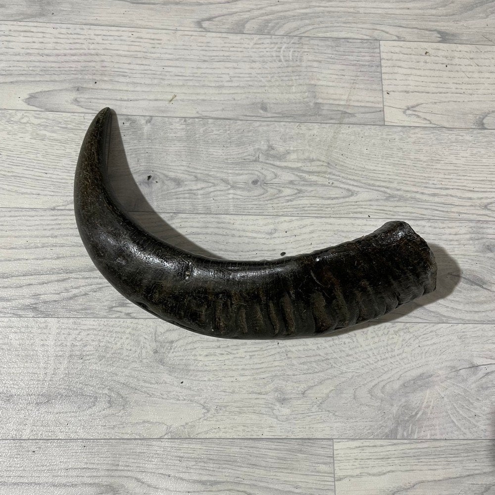 Waterbuffel hoorn los 45cm nr 330 | Lederstore, Ophalen of Verzenden, Nieuw, Boerderijdier, Gewei of Kop