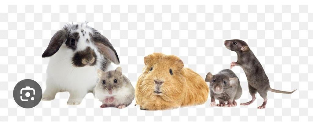 Knaagdieren oppas, Ophalen of Verzenden, Nieuw, Verzorging