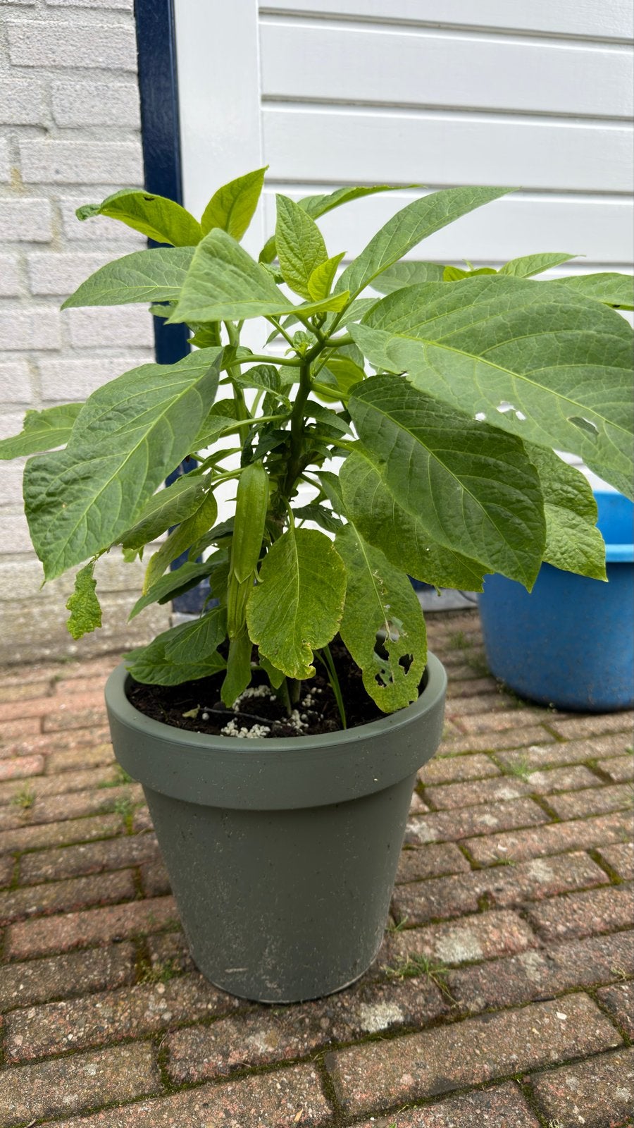 Brugmansia met witte bloemen - Engelentrompet, Volle zon, Vaste plant, Zomer, Ophalen