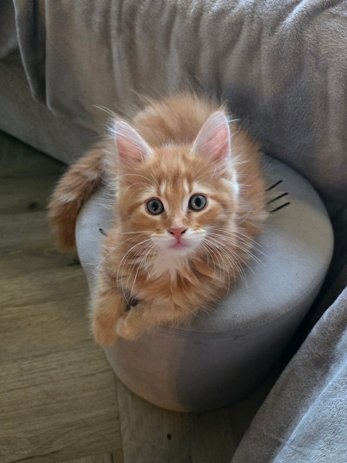 Prachtige maincoon kittens. Nog 1 rood katertje beschikbaar, Meerdere dieren